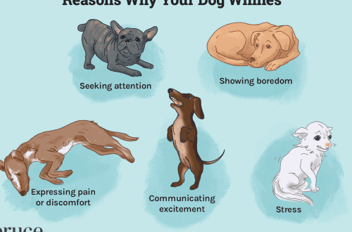 Kuidas mõista, et koer nutab, ja mida peate teadma koera pisarate kohta