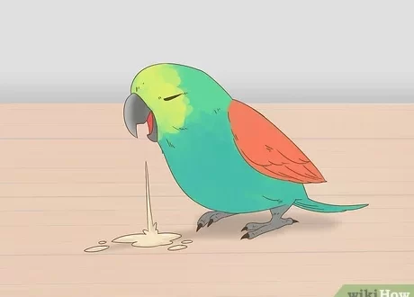 How to understand that the parrot is sick?