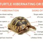 How to understand that the turtle is dead, signs and causes of death of red-eared and land turtles