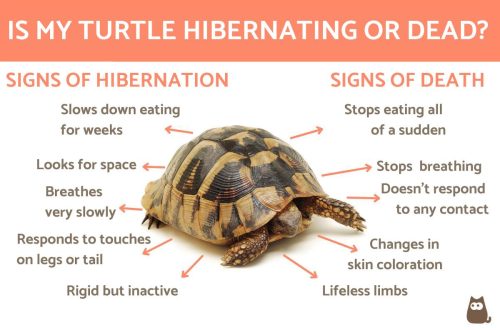 How to understand that the turtle is dead, signs and causes of death of red-eared and land turtles