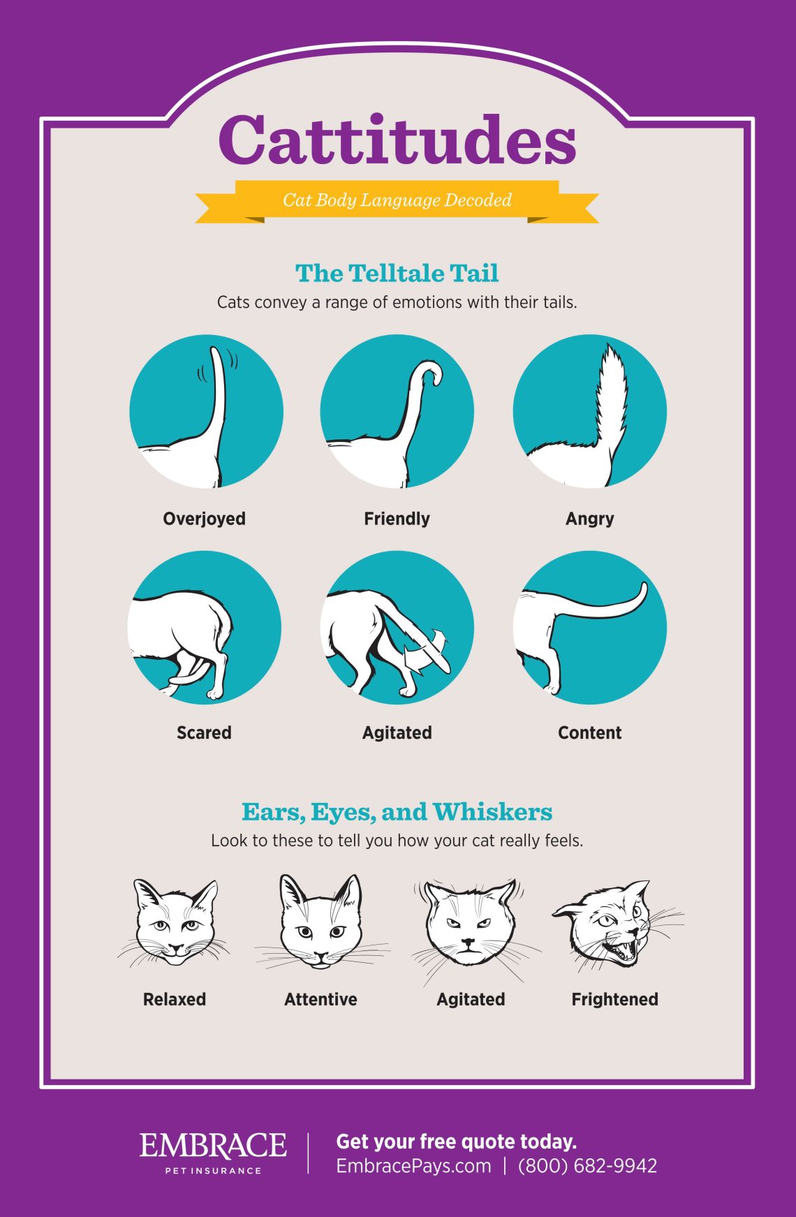 How to understand the language of cats and talk with your pet