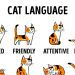 Cat training: what commands can you teach a pet