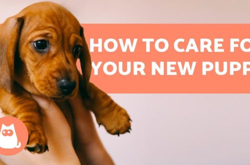 How to understand your small dog and how to care for it?
