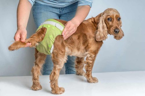 How to use dog diapers