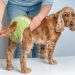 How to trim a dog&#8217;s nails, or dog manicure