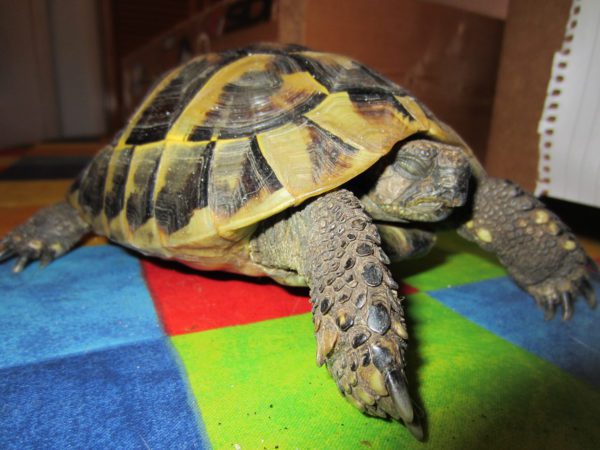 How to wake up and bring a turtle out of hibernation at home