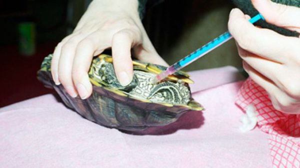 How to wake up and bring a turtle out of hibernation at home