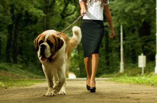 How to walk a large dog: tips and tricks from dog handlers