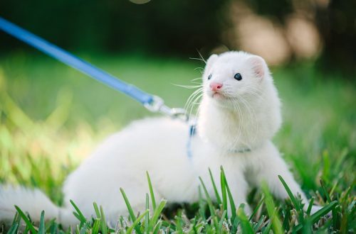 How to walk with a ferret?