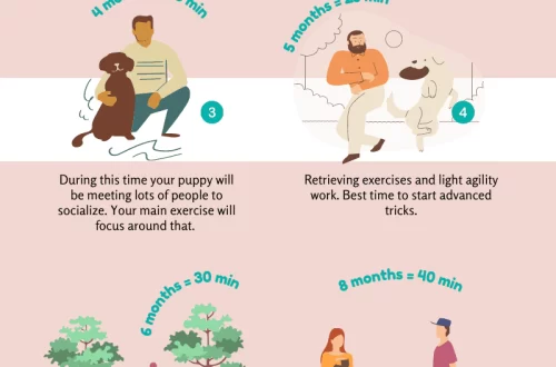 How to walk with a puppy and what physical activity is good for him