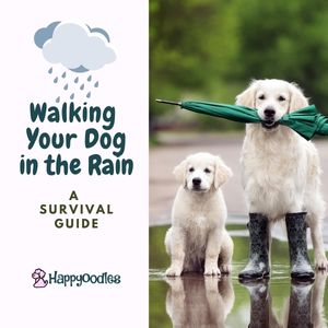 How to walk your dog in the rain even if no one wants to
