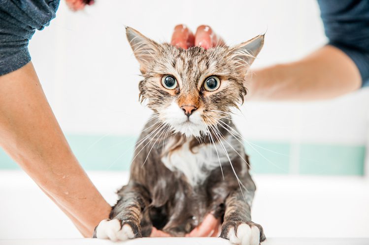 How to wash a cat that is afraid of water
