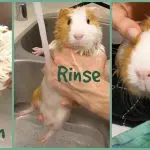 How to wash a guinea pig: bathe at home in stages