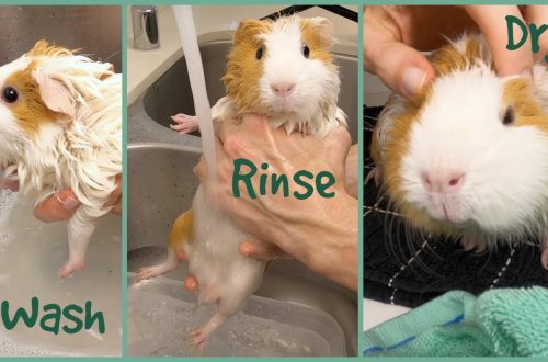 How to wash a guinea pig: bathe at home in stages
