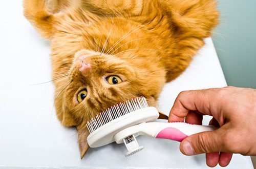 How to wash and comb a cat?