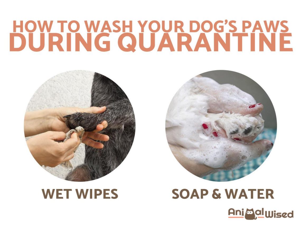 How to wash your dog&#8217;s paws after a walk