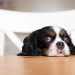 Tips for toilet training a puppy