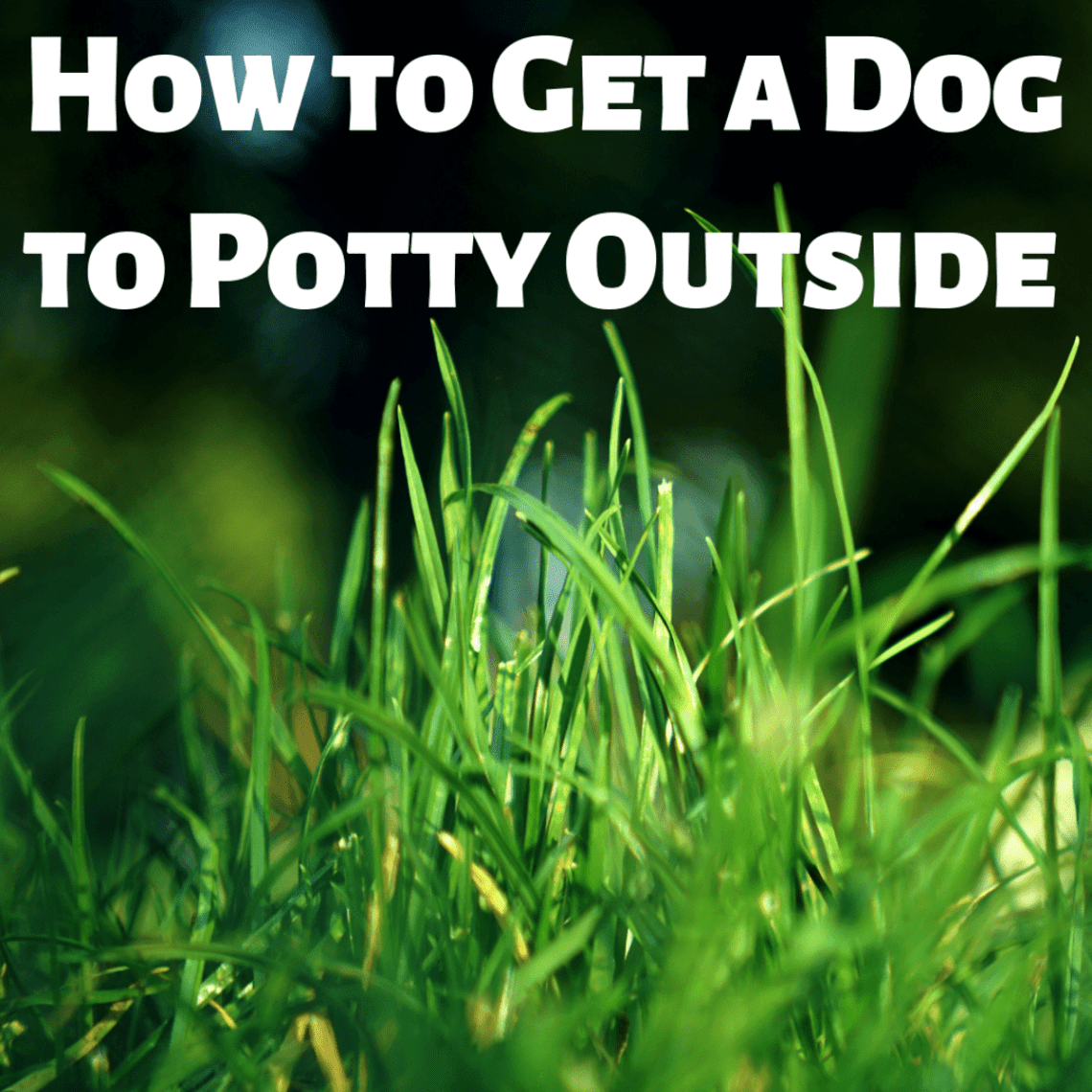 How to wean a dog to urinate on the lawn