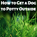 What to do if a dog dies?