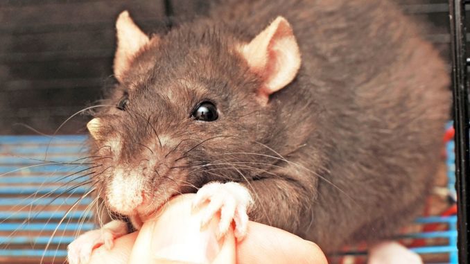 How to wean a domestic rat from biting: instructions