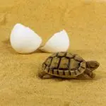 How turtles are born: hatching from eggs of newborn baby red-eared and terrestrial tortoises in the wild and at home