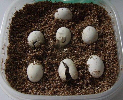 How turtles are born: hatching from eggs of newborn baby red-eared and terrestrial tortoises in the wild and at home