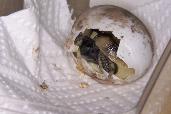 How turtles are born: hatching from eggs of newborn baby red-eared and terrestrial tortoises in the wild and at home