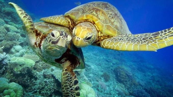 How turtles breed in nature and at home