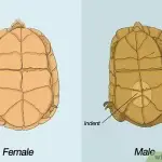 How turtles breed in nature and at home