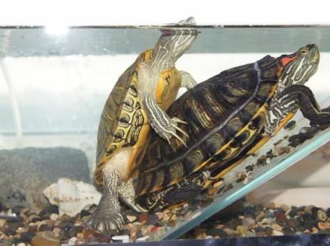 How turtles breed in nature and at home