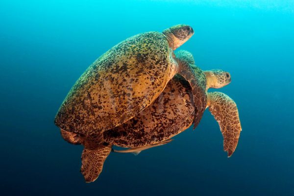 How turtles mate: features of sexual intercourse in marine and land species (video)