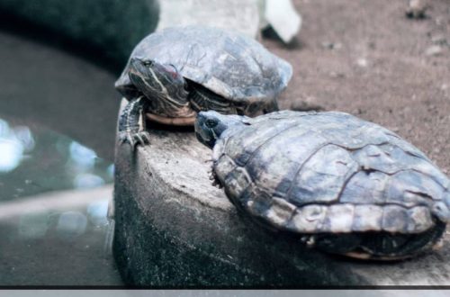How turtles mate: features, proper care and rearing of turtles
