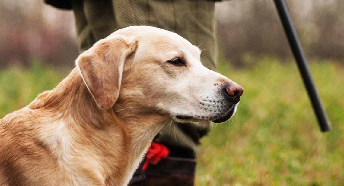 Hunting dogs: what breeds belong to them and their features