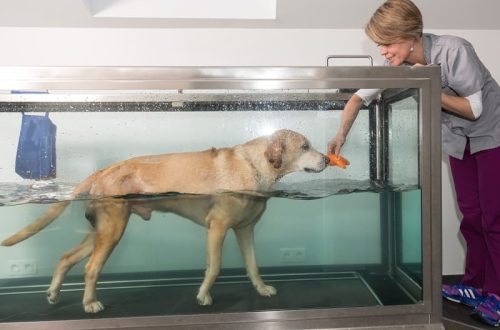 Hydrotherapy for dogs: what is it for?