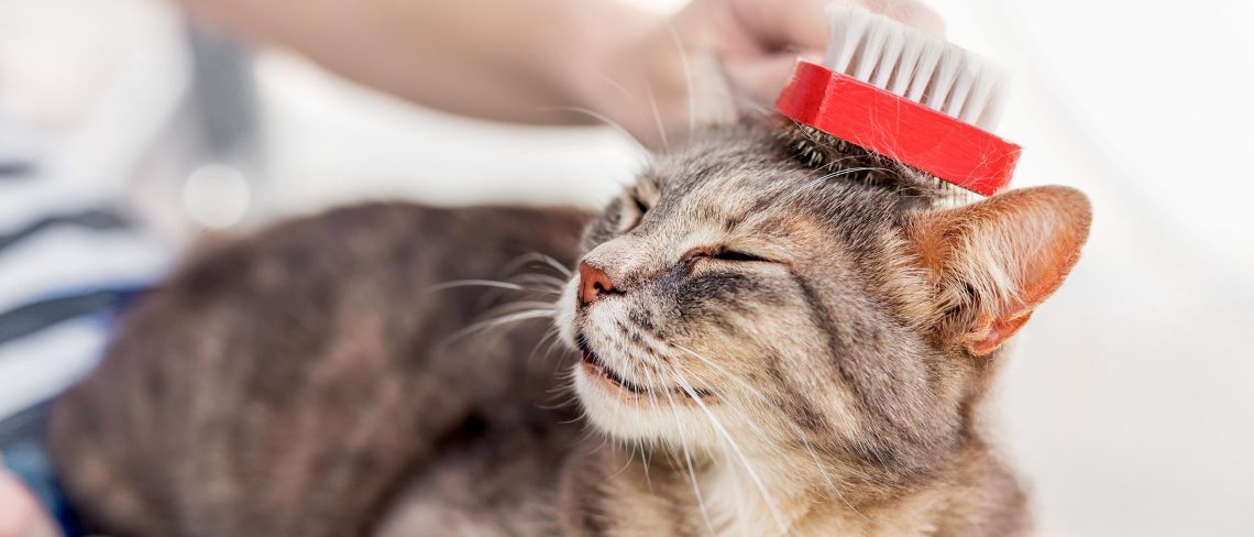 Hygienic grooming of cats: does a pet need professional grooming?