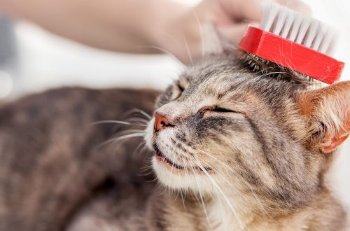 A macskák higiénikus ápolása: szüksége van egy kisállatnak professzionális ápolásra?