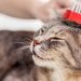 Features of keeping cats in winter and maintaining their activity