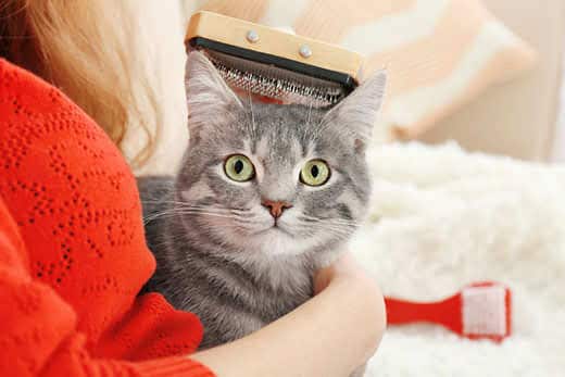Hygienic grooming of cats: does a pet need professional grooming?