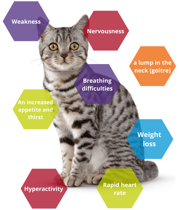 Hyperthyroidism in cats: signs, control and treatment