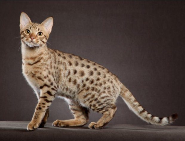 Hypoallergenic Cat Breeds for Humans - List of Names with Descriptions