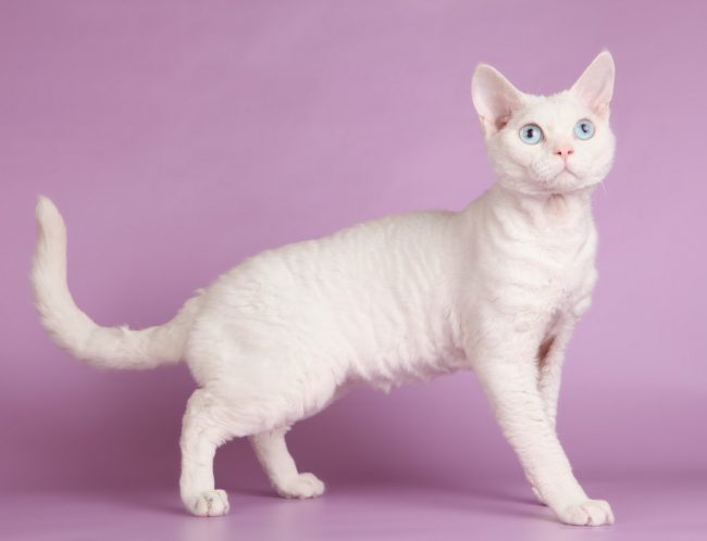 Hypoallergenic Cat Breeds for Humans - List of Names with Descriptions