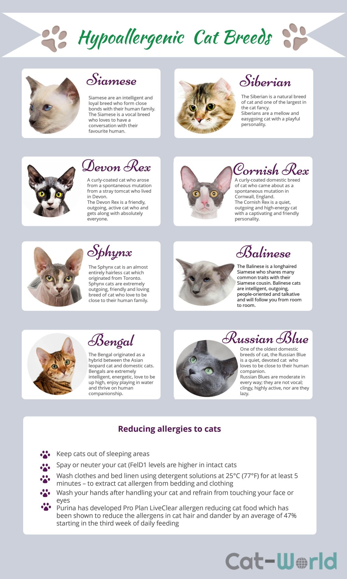 Hypoallergenic Cat Breeds for Humans &#8211; List of Names with Descriptions