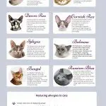 Hypoallergenic Cat Breeds for Humans – List of Names with Descriptions