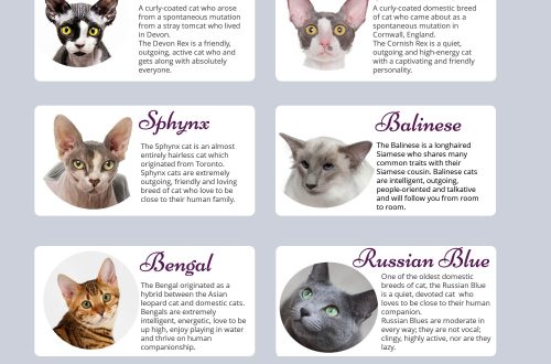 Hypoallergenic Cat Breeds for Humans &#8211; List of Names with Descriptions