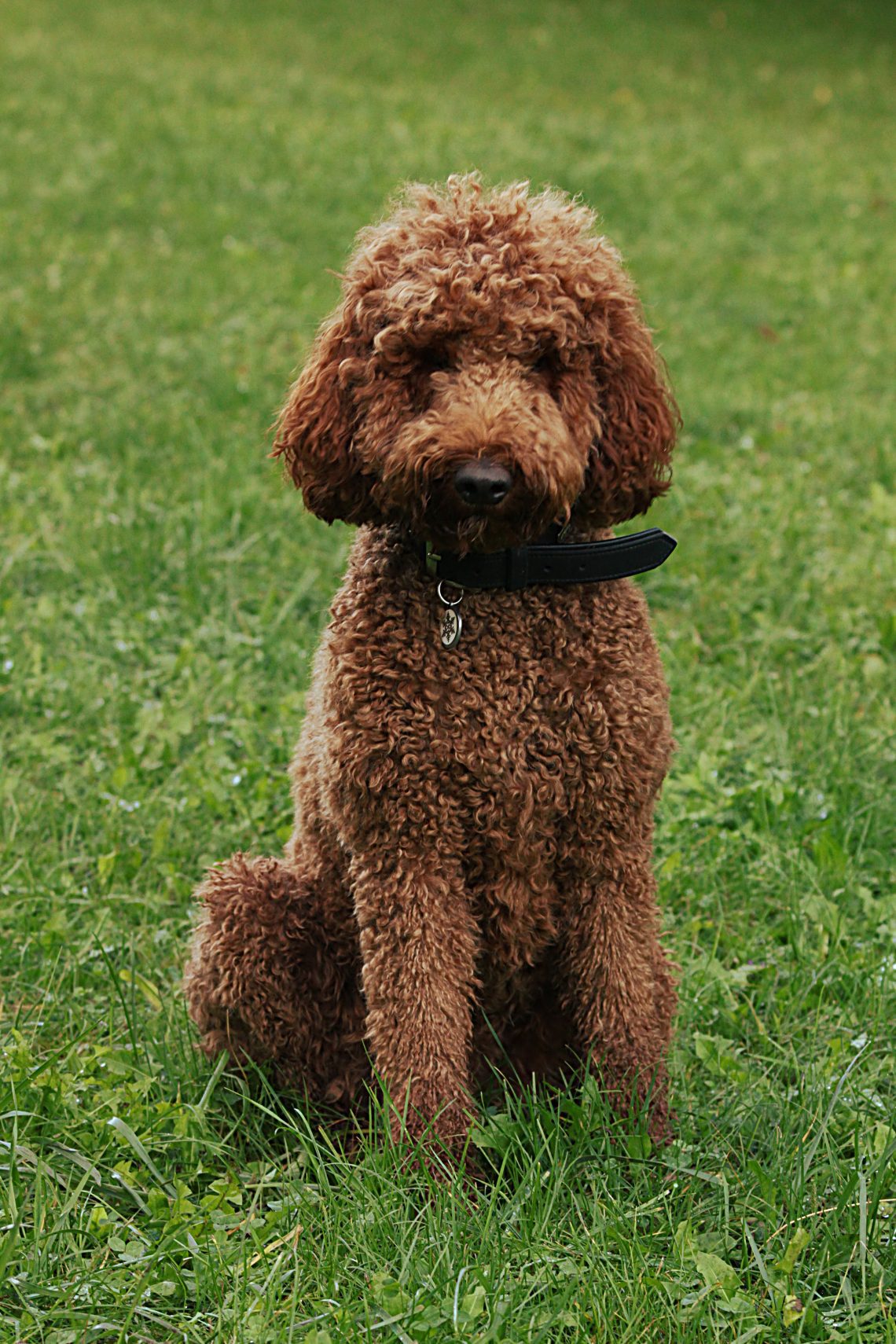 Hypoallergenic Dogs: Why There Are No Allergenic Dogs