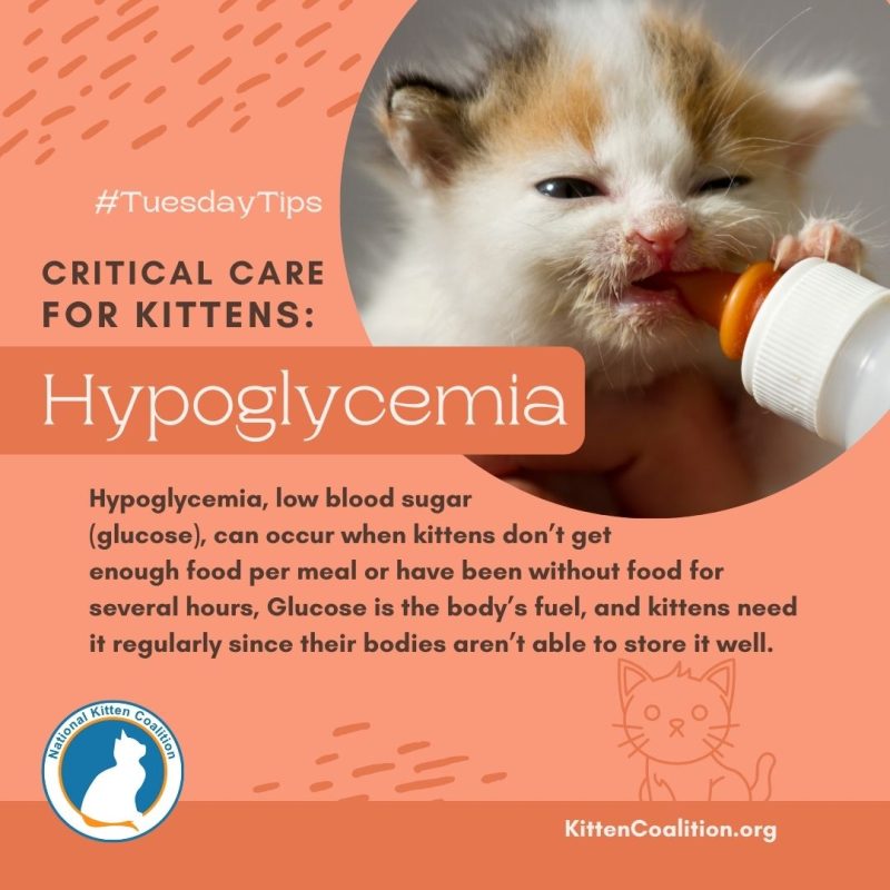 Hypoglycemia in cats: causes and treatment