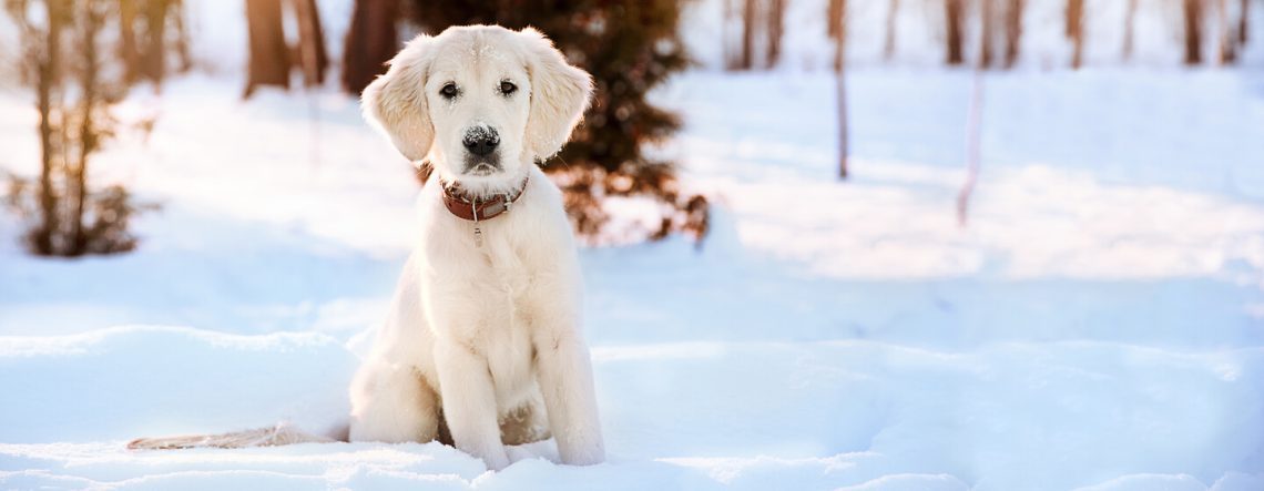 Hypothermia in dogs: symptoms and treatment
