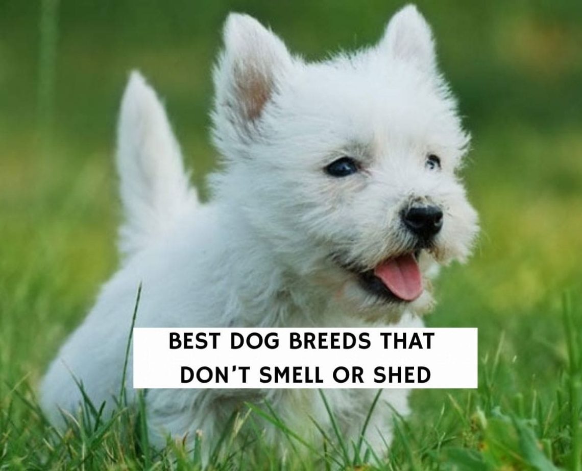 Ideal pets: dogs that hardly shed or smell
