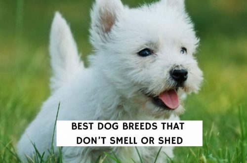 Ideal pets: dogs that hardly shed or smell