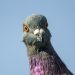Pigeons, how they breed, where they live and their mating process